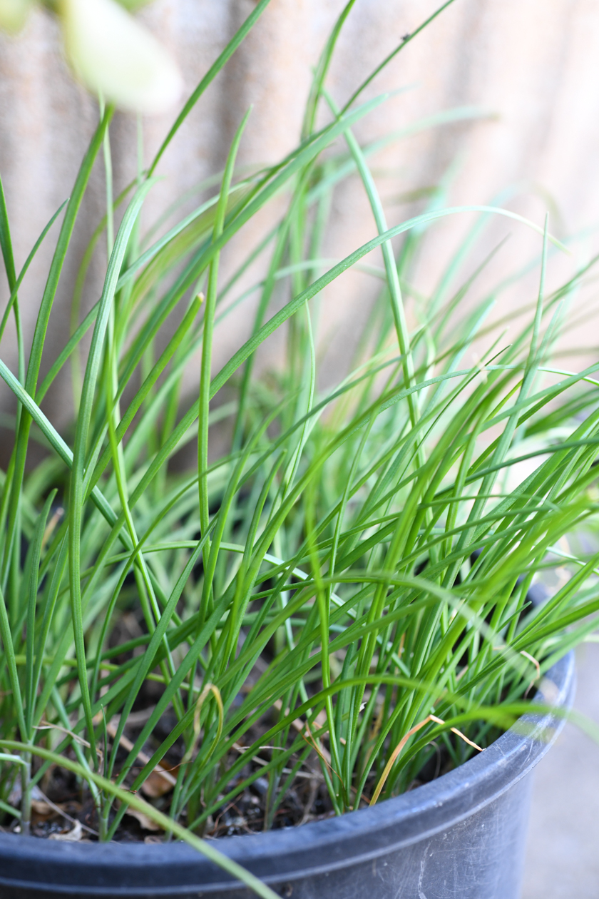 garlic chives